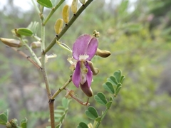 Indigofera brevidens
