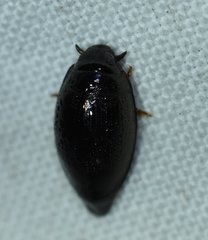 Gyrinus elevatus