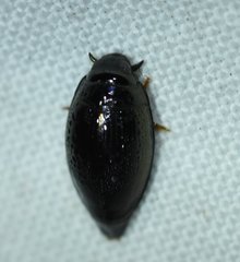 Gyrinus elevatus