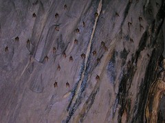 Hipposideros diadema