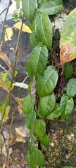 Shuteria involucrata