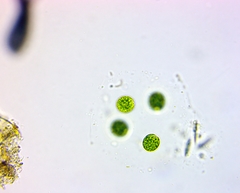 Chlamydomonadales