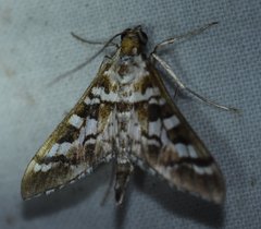 Epipagis forsythae