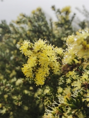 Leionema phylicifolium