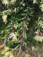 Leionema phylicifolium