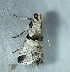 Tallula watsoni