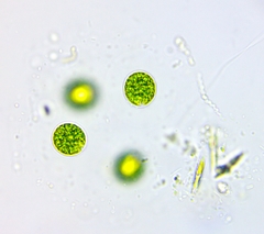 Chlamydomonadales
