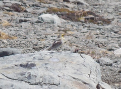 Melanodera xanthogramma