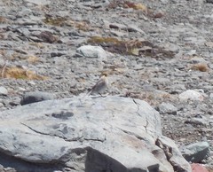 Melanodera xanthogramma