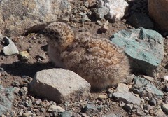Attagis malouinus