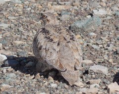 Attagis malouinus