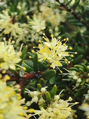 Leionema phylicifolium