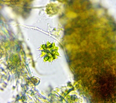 Sorastrum spinulosum