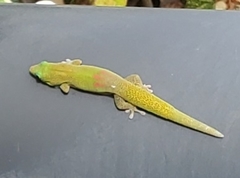 Phelsuma