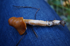 Cortinarius scandens