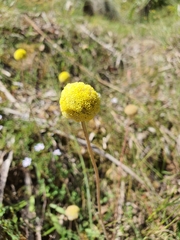 Pycnosorus chrysanthus