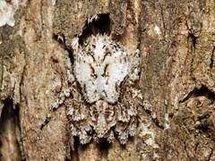 Stephanopis altifrons