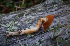 Cortinarius scandens