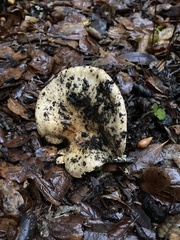 Cortinarius xanthodryophilus