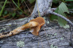 Cortinarius scandens