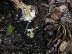 Cortinarius xanthodryophilus