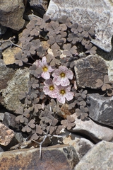 Oxalis chachahuensis