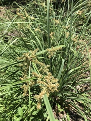 Cyperus scaber