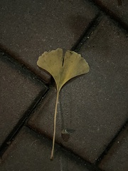 Ginkgo biloba
