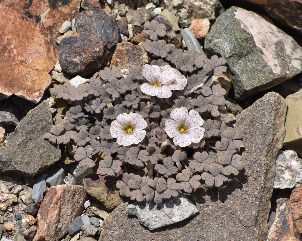 Oxalis chachahuensis