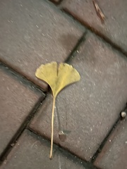Ginkgo biloba