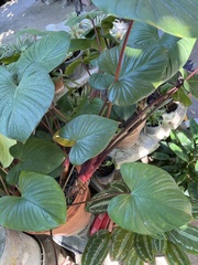 Homalomena rubescens