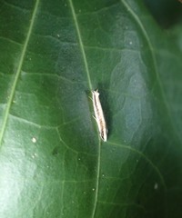 Erechthias stilbella