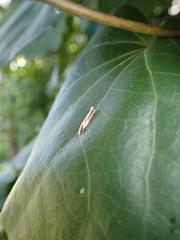 Erechthias stilbella