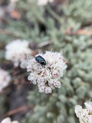 Eriogonum breedlovei breedlovei