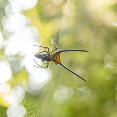 Gasteracantha dalyi