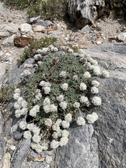 Eriogonum breedlovei breedlovei