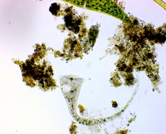 Stentor muelleri