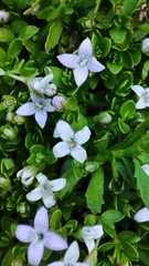 Oldenlandia salzmannii