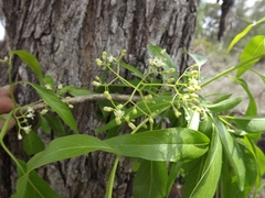 Ehretia saligna membranifolia