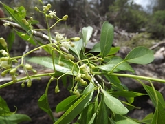Ehretia saligna membranifolia
