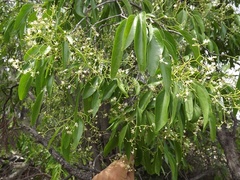 Ehretia saligna membranifolia