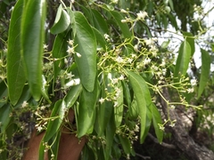 Ehretia saligna membranifolia