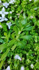 Oldenlandia salzmannii