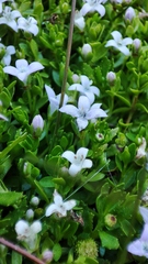 Oldenlandia salzmannii