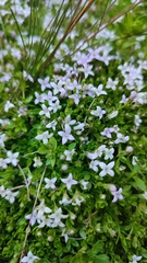 Oldenlandia salzmannii