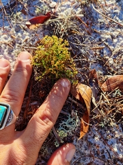 Paronychia chartacea