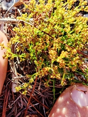 Paronychia chartacea