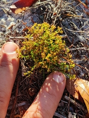 Paronychia chartacea