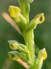 Platanthera yosemitensis