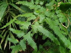 Lygodium japonicum
